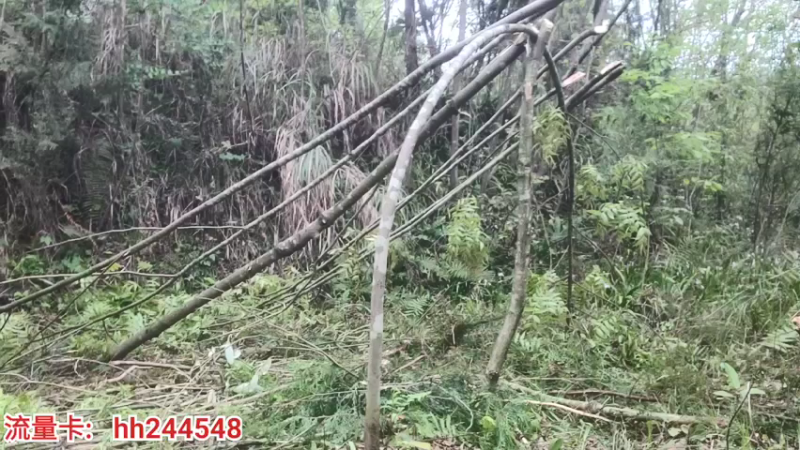 【2022-04-01 18点场】叶子户外：《盲盒求生》day1。