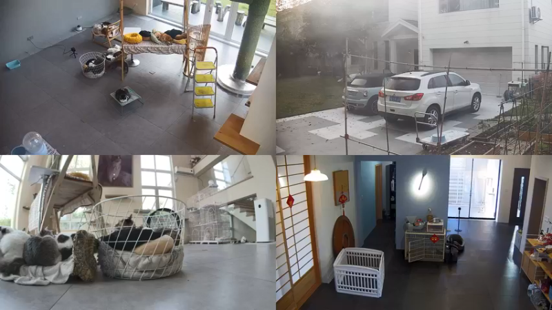 【2022-04-04 06点场】喵放送：喵放送☀️喵呜~