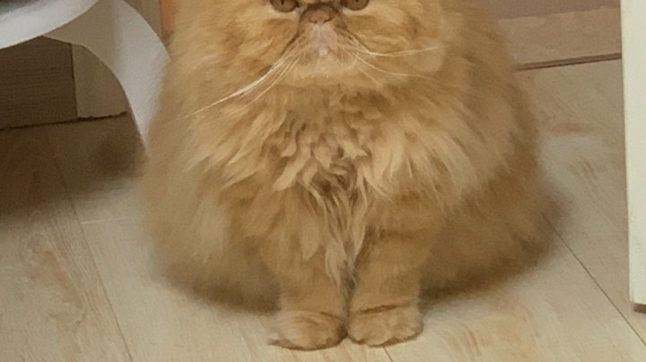 大乱斗直播4月