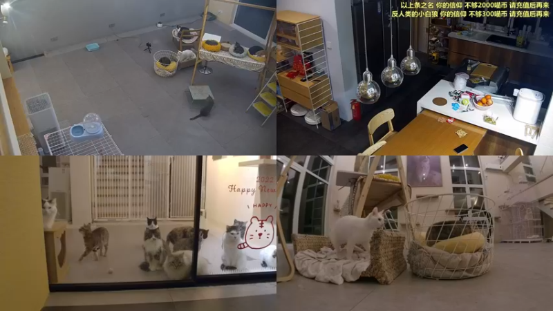 【2022-04-03 22点场】喵放送：喵放送☀️喵呜~
