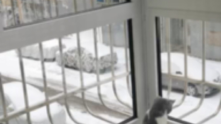 下雪了 好奇的不得了