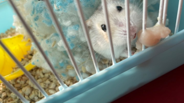 60永久服 魔兽世界  39战场