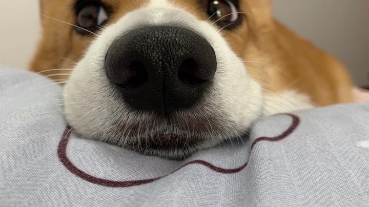 录像