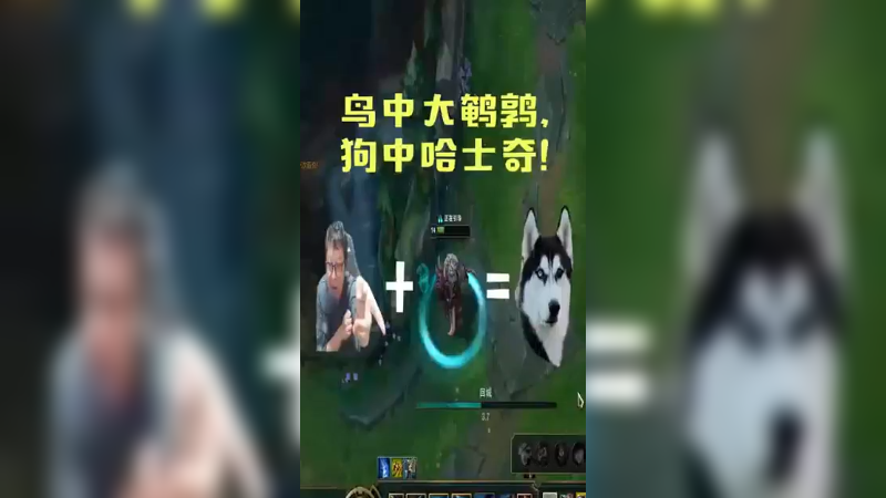 鸟中大鹌鹑，狗中哈士奇，你没看过的拆家流狮子狗