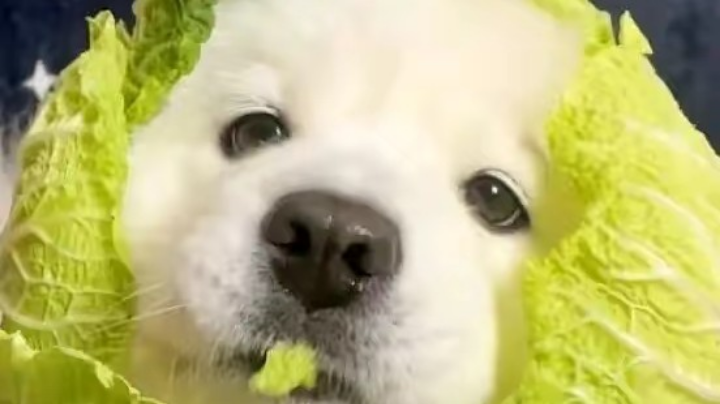菜狗