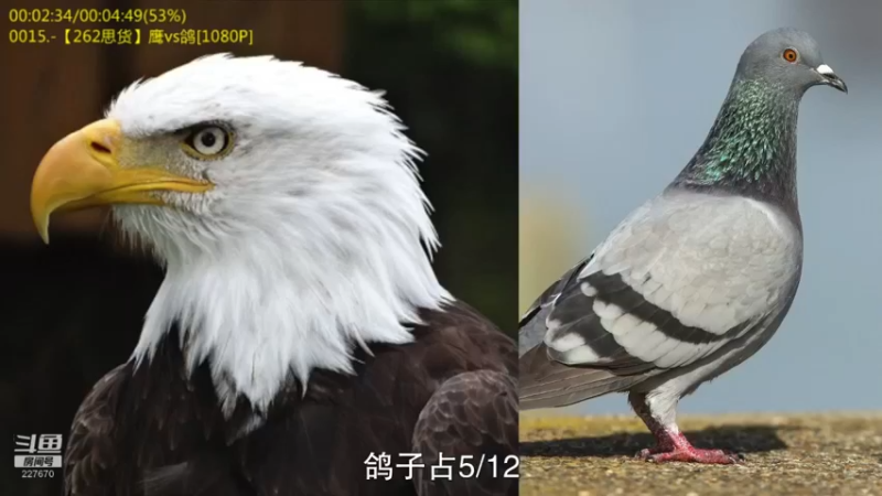 【2022-04-07 09点场】军武直播：227670的直播间
