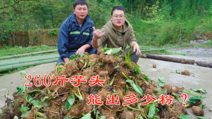 挑战用260斤芋头做芋头淀粉！3人耗时7天，为何竟功亏一篑？