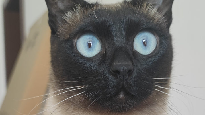 虫虫国王上分啦