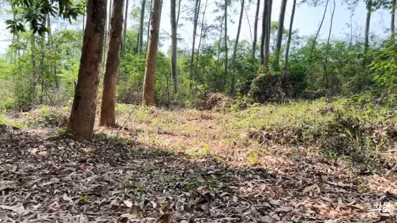 【2022-04-08 14点场】主播阿郎：海南环岛游30发窝了