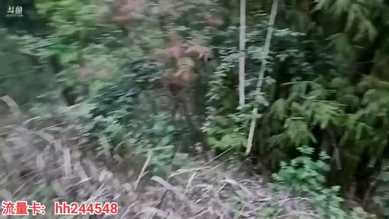 【2022-04-03 19点场】叶子户外：《盲盒求生》day2。