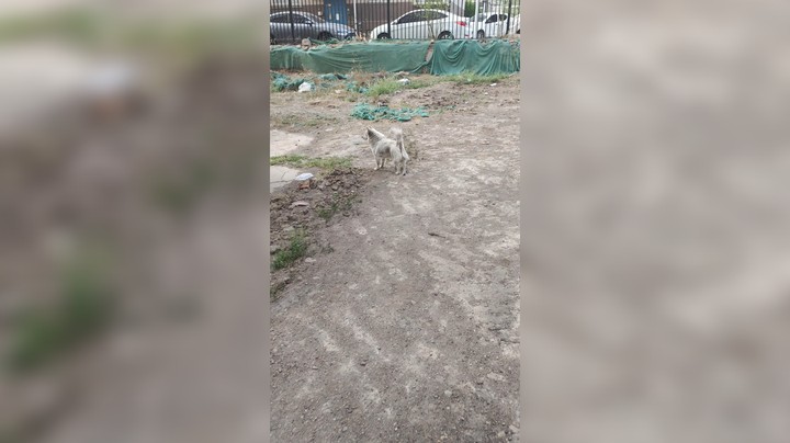是怕猫吗？