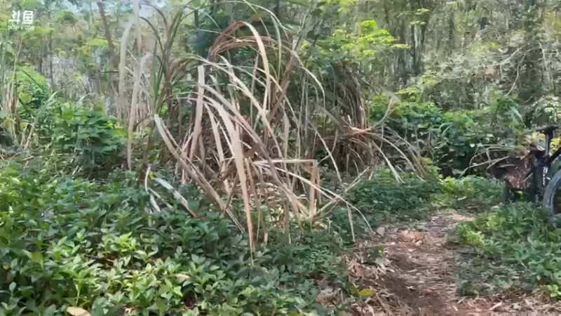 【2022-04-11 11点场】主播阿郎：海南环岛游33