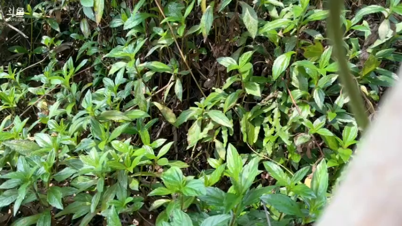 【2022-04-12 11点场】主播阿郎：海南环岛游34