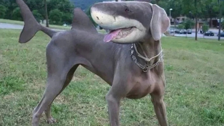 荒野大镖客2第三章