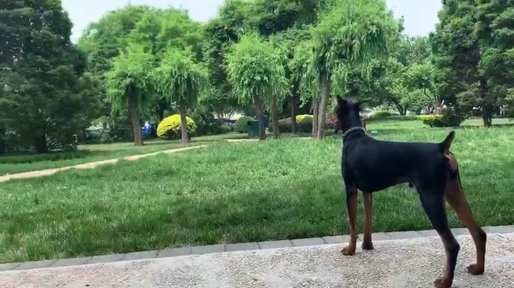 修狗儿修狗儿