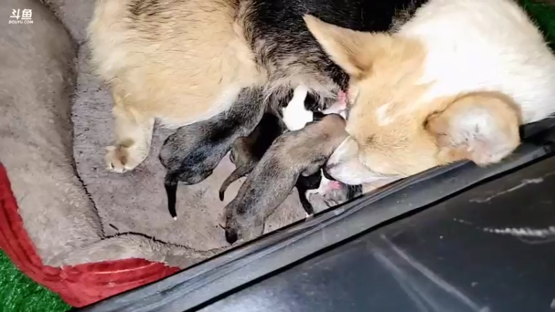 【2022-04-15 18点场】川味箩卜：狗抓猪啦！！！
