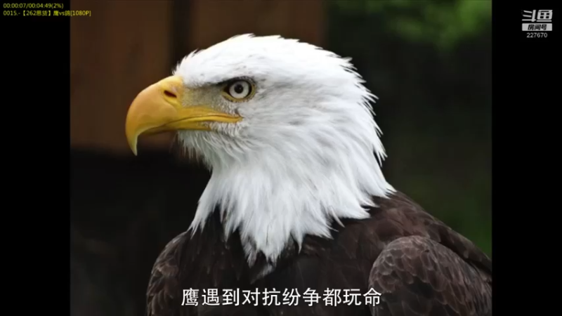 【2022-04-16 09点场】军武直播：战斗民族如何突击绑匪？人质都懵逼了