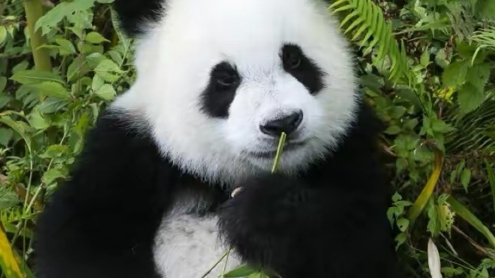 高级悍跳狼