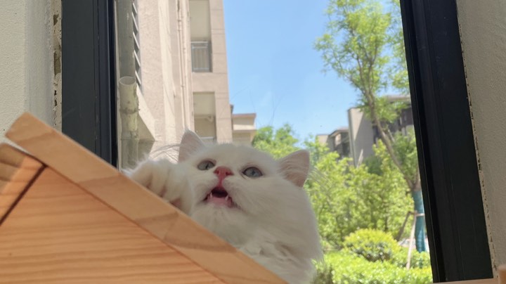 啊呜啊呜