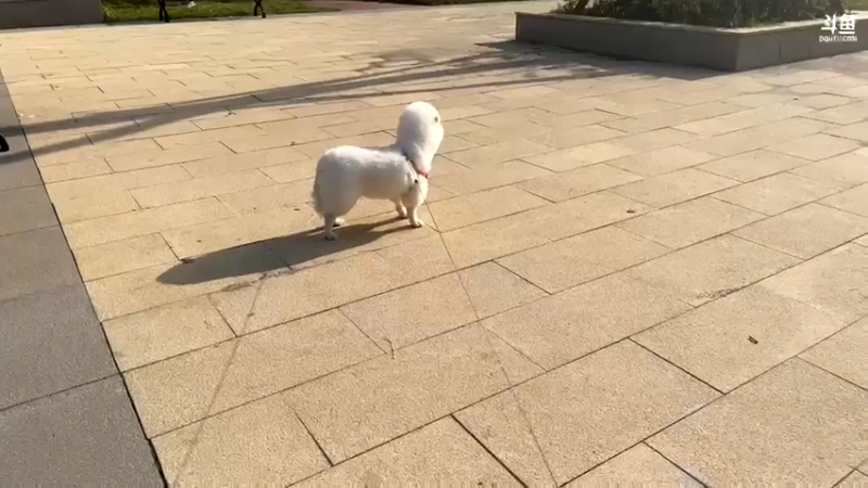 【2022-04-18 16点场】何二抛zZ：2pao： 周一休息一天