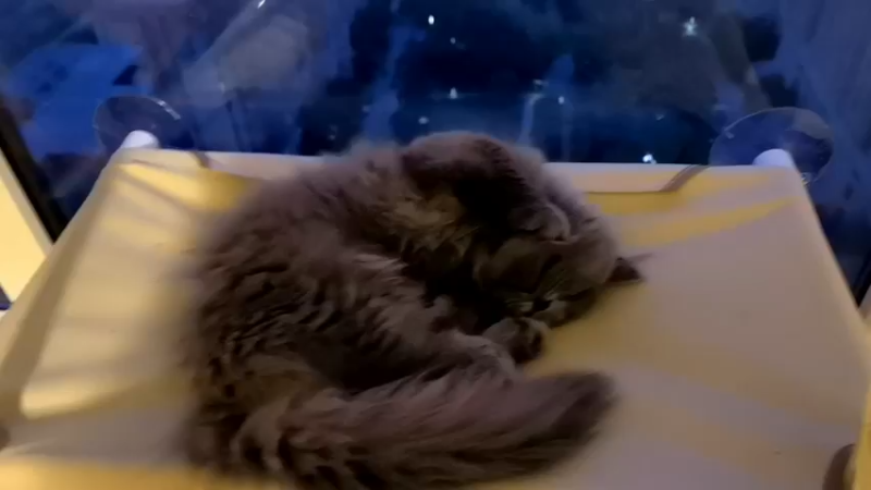 【2022-04-21 19点场】主播杨树：放松直播间 703747