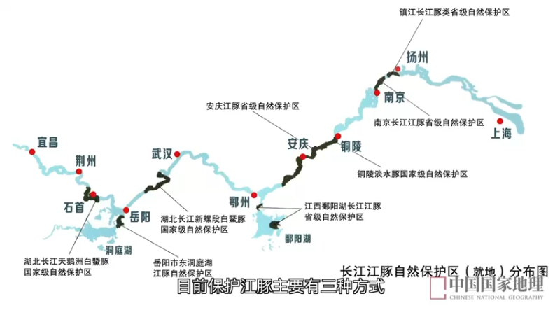 你大概没有从这三个角度看过江豚：天上、水下、城市里（下）