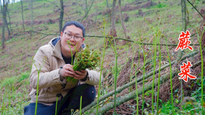 这片野生蕨菜疯长，30分钟就能采50斤，拿回家炒腊肉绝对巴适！