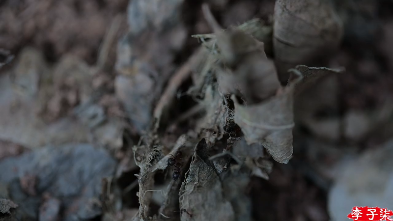 我在斗鱼看李子柒liziqi直播美食