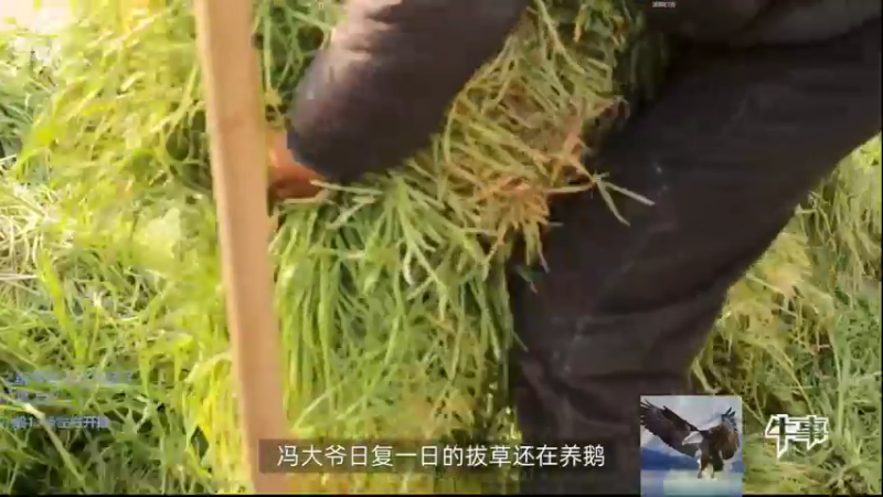 【2022-04-30 14点场】胸肌很大的良小伞：伞：一秒十刀小AD