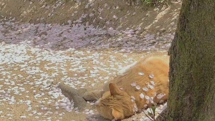 一次平平淡淡的录屏
