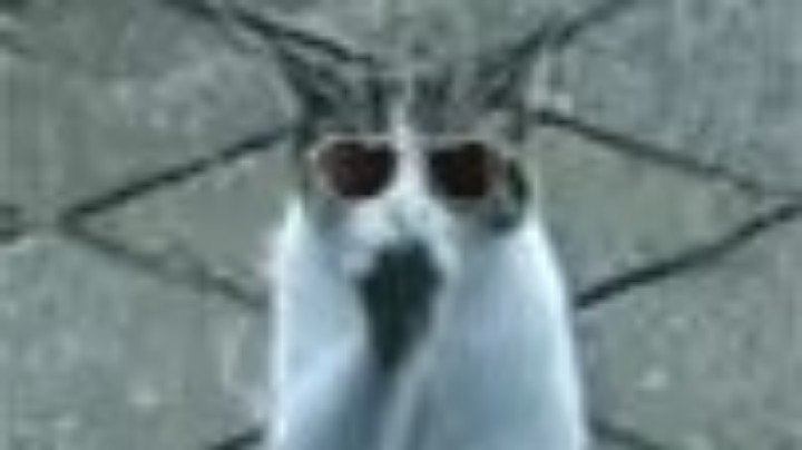 绝处逢生四杀刀妹