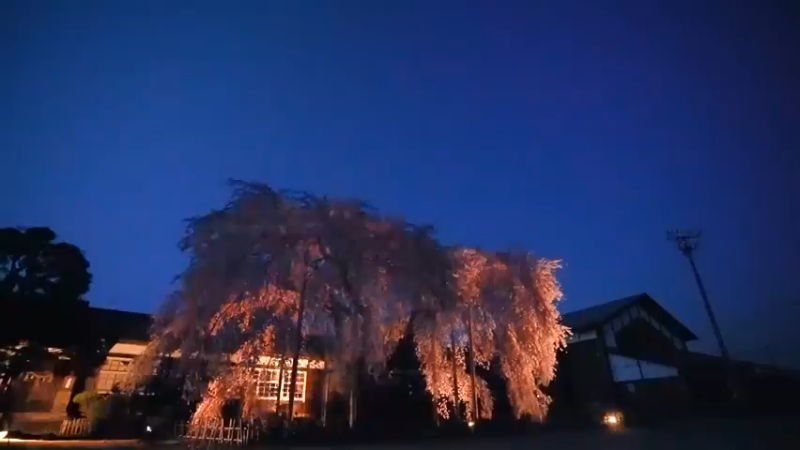 【車中泊の旅】満開の桜を見に行く②たこ焼き作りに成功