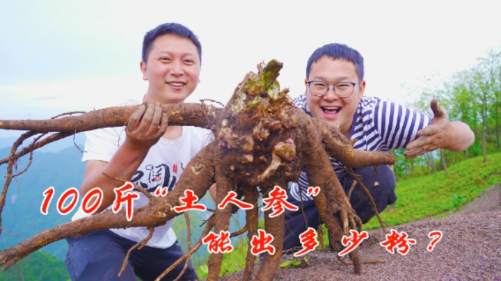 和兄弟挑战用100斤“土人参”做粉！耗时5天，到底能出多少粉？