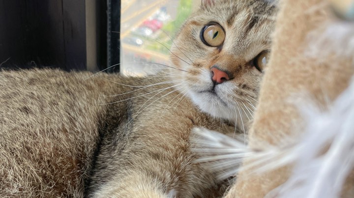 我在峡谷当怨种