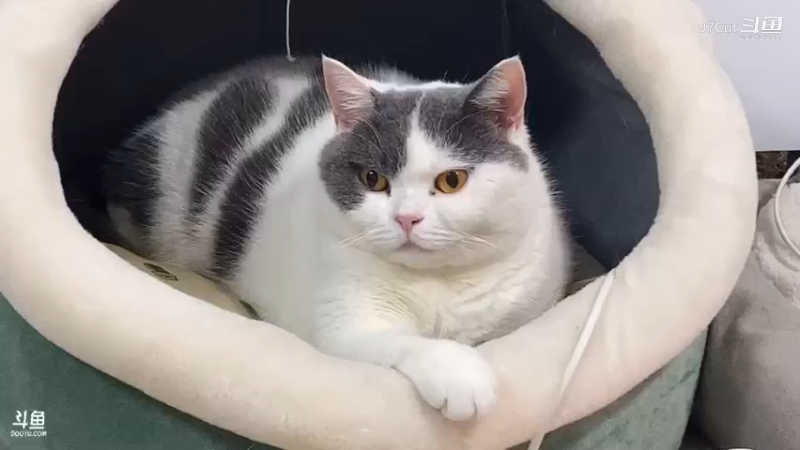 大肥猫