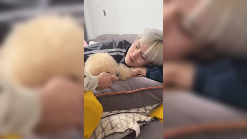 养猪的一天