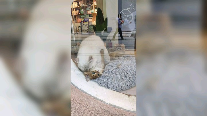 后面的靓仔：今天有猫片看耶✌
