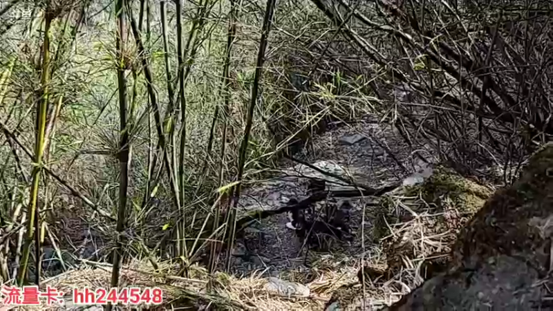 【2022-05-07 16点场】叶子户外：《纪实直播》一路向西出发（虎跳峡）6