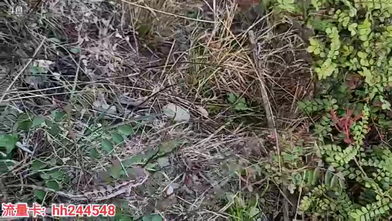 【2022-05-06 18点场】叶子户外：《纪实直播》一路向西出发（虎跳峡）5