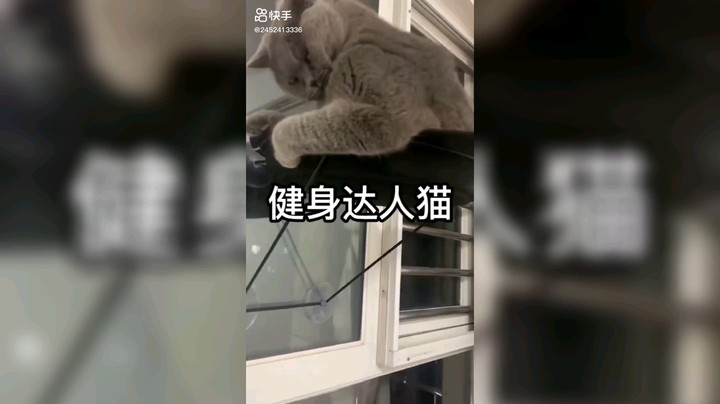 健身猫咪