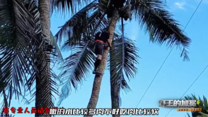 《野王的加冕2》 川味萝卜摘椰子