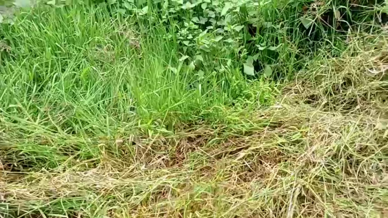【2022-05-13 17点场】黑哥户外：挖泥鳅做美食