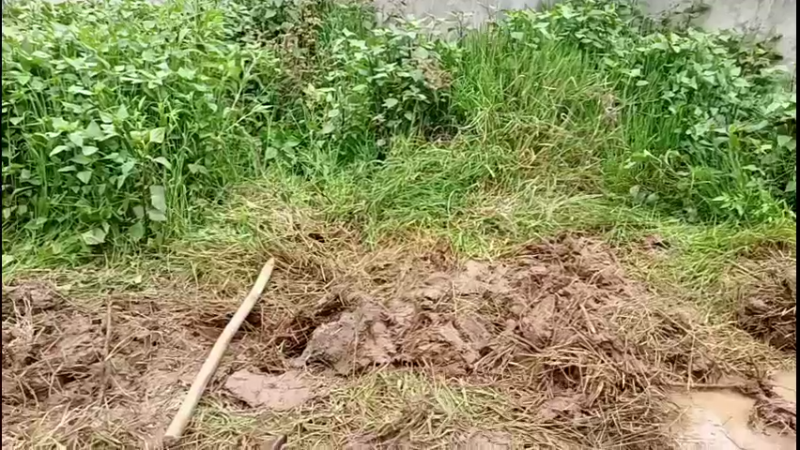 【2022-05-13 18点场】黑哥户外：挖泥鳅做美食