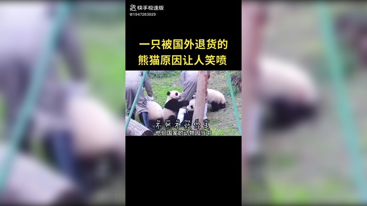 一只浪熊猫还是老样子