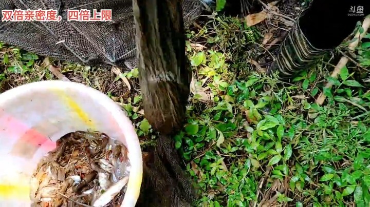 浩哥直播收地笼，这白条鱼好大吃不完啊