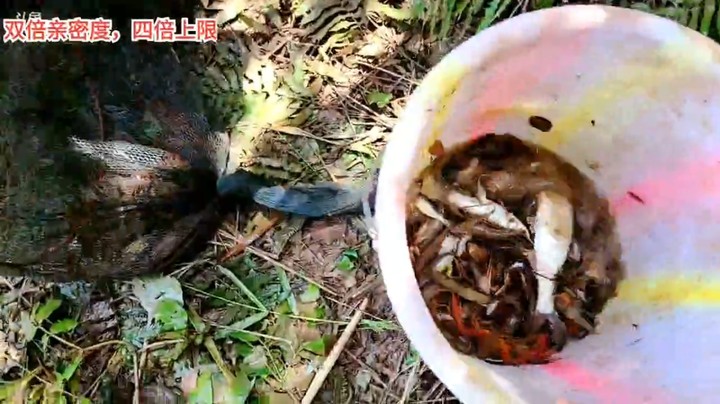 浩哥直播收地笼，这黑鱼好大，吃不完啊