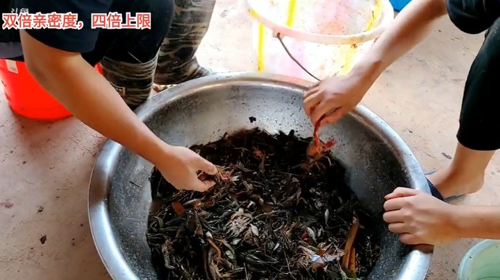 浩哥收地笼回来开始分小龙虾和河虾，收获多啊
