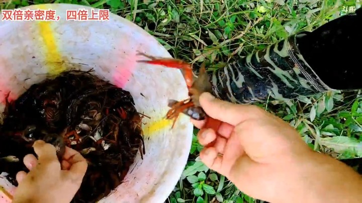 浩哥直播收地笼，这小龙虾够吃了啊