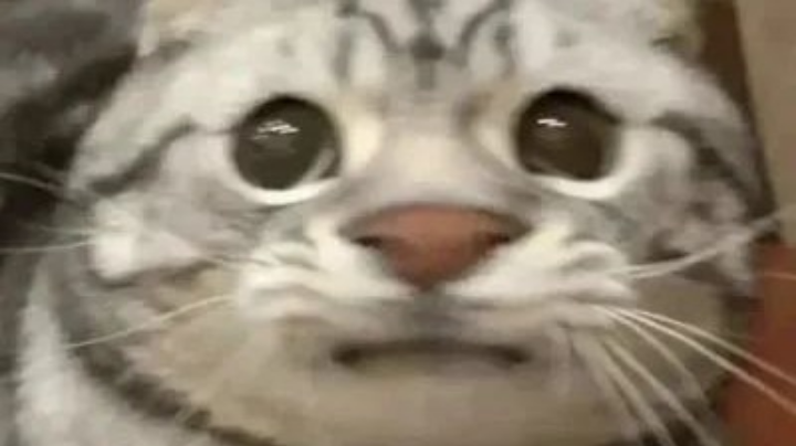 19宏图残暴周生存猎