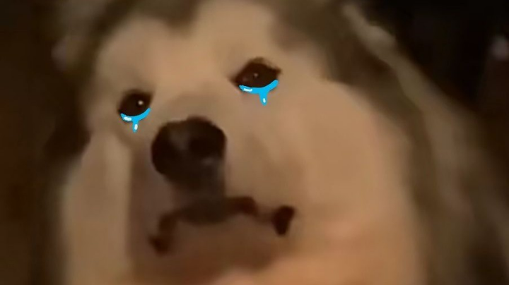 森林录播